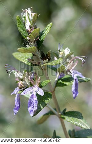Close Up Of Tree Germander (teucrium Fruticans) Flowers In Bloom