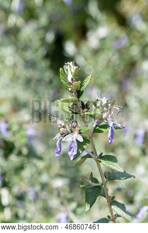 Tree Germander (teucrium Fruticans) Flowers