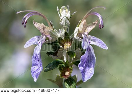 Close Up Of Shrubby Germander (teucrium Fruticans) Flowers In Bloom