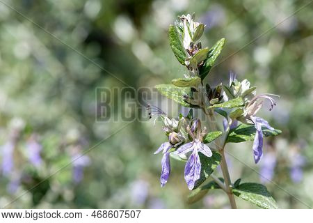 Tree Germander (teucrium Fruticans) Flowers