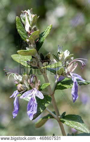 Shrubby Germander (teucrium Fruticans) Flowers