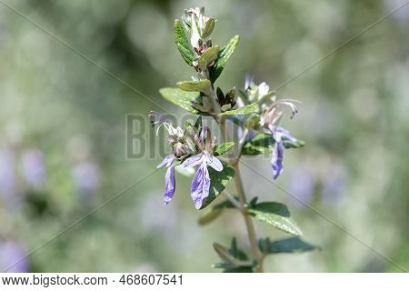 Shrubby Germander (teucrium Fruticans) Flowers