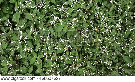Field Of Breathless White Euphorbia Or Euphorbia Balbrewite Small And Airy White Flowers.