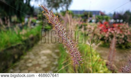 Pennisetum Alopecuroides Hameln Niedriges Lampenputzergras Ornamental Grasses Flower.