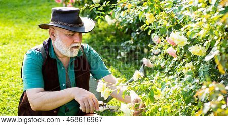 Retired Gardener Senior Portrait, Spring Banner. Senior Man In Garden Cutting Roses. Gardeners With 