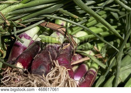 Full Frame View Of Fresh Agroecological Organic Raw Green Onions From A Sustainable Healthy Farming 