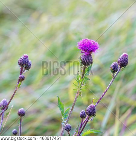 Garden Weed Serratula Coronata On A Natural Background. Selective Focus