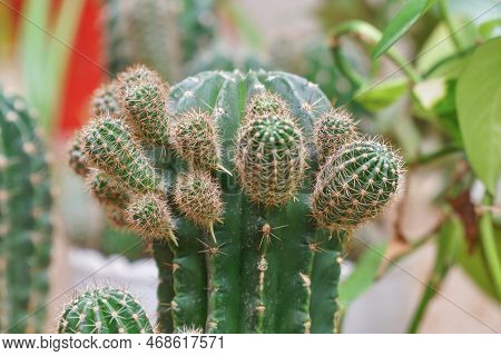 Echinopsis Cactus With Offshoots Of Babies Or Pups. Echinopsis Calochlora. Selective Focus