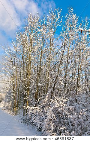 Bomen In de Winter In sneeuw