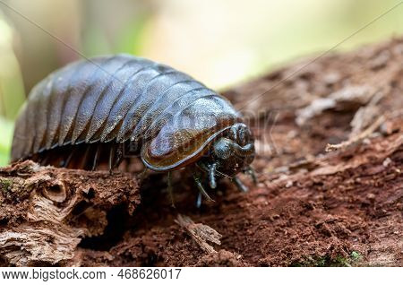 Sphaerotheriida, Insect An Order Of Millipedes In The Infraclass Pentazonia, Known As Giant Pill Mil
