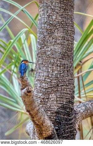 Malagasy Kingfisher Or Madagascar Kingfisher (corythornis Vintsioides) Is A Species Of Endemic Bird 