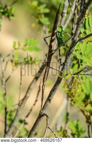 Achrioptera Is A Genus Of Stick Insects, (achrioptera Impennis), Isalo National Park, Madagascar Wid