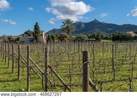 Felanitx, Spain; January 05 2023: Vi D'auba Winery And Vineyard Cultivation In The Mallorcan Town Of