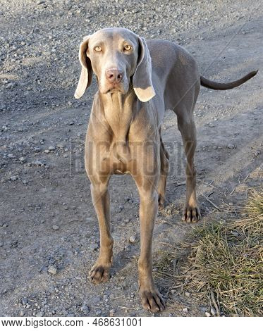 Vertical Photo, Hunting Dog, Breed Braco De Weimar, Short Hair, Silver Gray Color