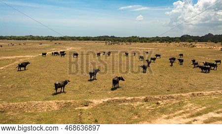 Buffaloes In The Wild In Sri Lanka. Wild Animals Of Sri Lanka.