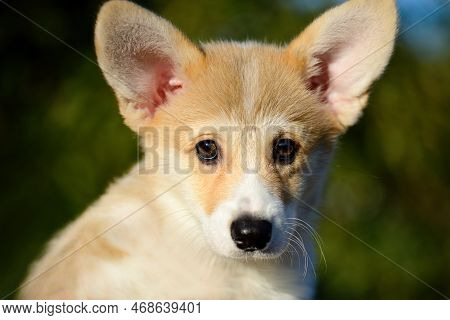Portrait Of A Cute Corgi Puppy. A Small Smiling Dog On A Walk. A Dog For An Advertising Tape. Playfu