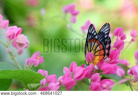 Painted Jezebel Butterfly With Maxican Creeper Pink Flowers Beautiful In Nature Background