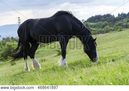 Beautiful Black Horse Grazing In A Meadow In Spring.