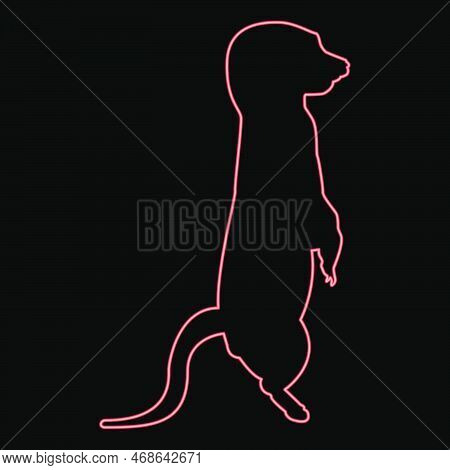 Neon Meerkat In Pose Suricata Suricatta Red Color Vector Illustration Image Flat Style Light