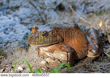 American Bullfrog With Wide Head, Stout Bodies, And Long, Hind Legs With Fully-webbed Hind Feet In M