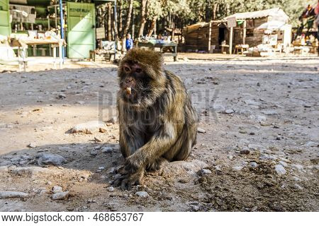 Cute Wild Monkey In The Cedar Forest, Ifrane, Morocco