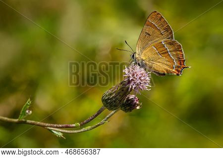 The Brown Hairstreak, An Orange Butterfly, Sitting On A Purple Flower Sucking Necktar. Blurry Green 