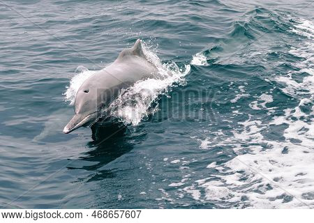 Indo-pacific Bottlenose Dolphin, Tursiops Aduncus, Jumping Above The Sea Water. Breathing Hole And F