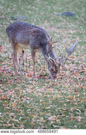 Beautiful Specimen Of European Fallow Deer, Dama Dama, Also Known As The Common Fallow Deer, Feeding