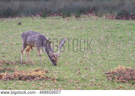 Beautiful Specimen Of European Fallow Deer, Dama Dama, Also Known As The Common Fallow Deer, Feeding