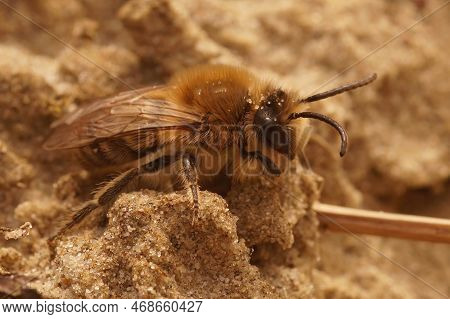 Natural Closeup On A Male Spring Mining Early Cellophane Solitary Bee, Bee, Colletes Cunicularius, C