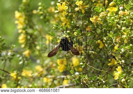 Carpenter Bee On A Creosote Bush In Camp Verde, Yavapai County, Arizona.