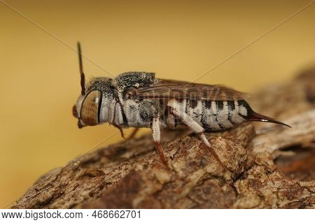 Lateral Macro Closeup On A Female Of Thorn-tailed Sharptail Bee, Coelioxys Acanthura Sitting On Wood