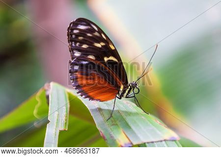 A Beautiful Large Colorful Butterfly In Its Natural Habitat.