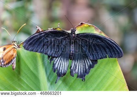 A Beautiful Large Colorful Butterfly In Its Natural Habitat.