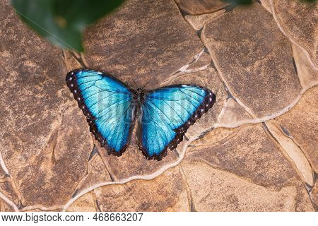 A Beautiful Large Colorful Butterfly In Its Natural Habitat.