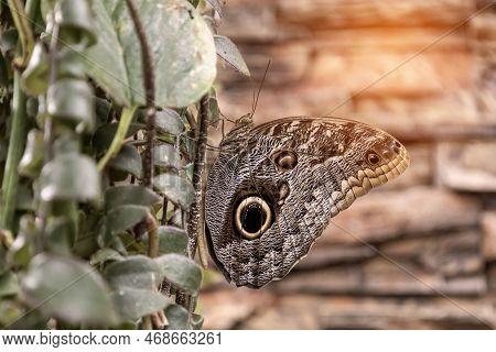 A Beautiful Large Colorful Butterfly In Its Natural Habitat.