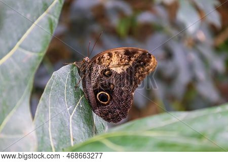 A Beautiful Large Colorful Butterfly In Its Natural Habitat.
