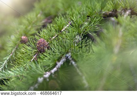 Japanese Larch. Fresh Green Leaves Of Japanese Larch, Larix Kaempferi In Summer. Larch Cones On A Br