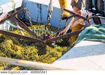 Unloading The Harvest Of Rockweed (ascophyllum Nodosum) To Be Used In Fertilizer. Nova Scotia, Canad
