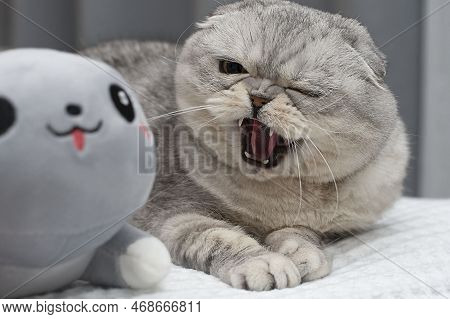 Animals. Portrait. Beautiful Scottish Fold Domestic Cat Lies On The Bed And Hisses With An Open Mout