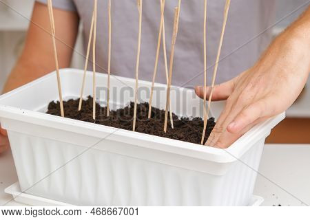 Man Temp Down The Soil Around Sticks For Trellis Peas. Preparation Of Seedlings In The Balcony Box. 