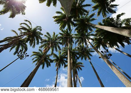 Palms In Fort De France, Martinique Island, French West Indies.
