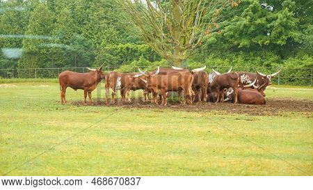 Herd Of Watusi Resting And Lying Under The Tree In The Safari Zo Park. Watusi Longhorn Bull Eating G