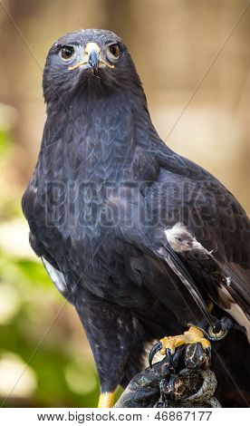 Augur Bussard