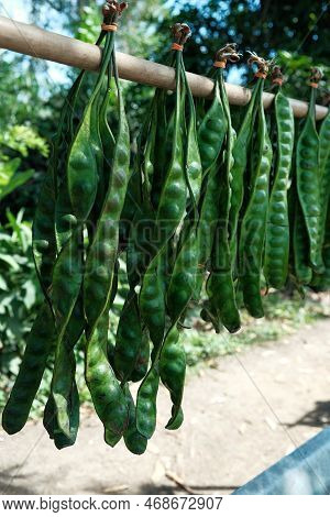 Petai, Pete Or Mlanding Parkia Speciosa Is A Tropical Annual Tree From The Tribe Of Legumes Fabaceae