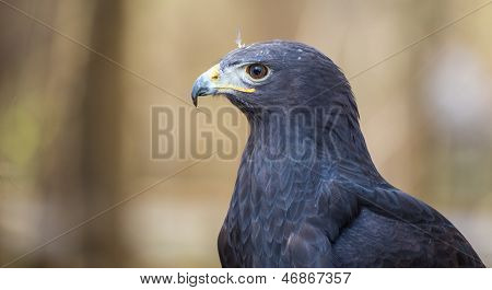 Augur Bussard