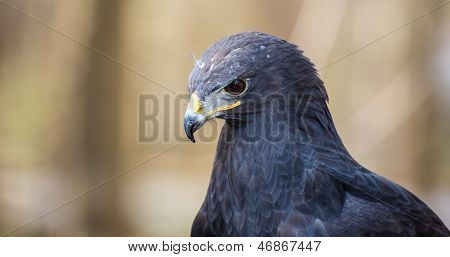 Augur Bussard