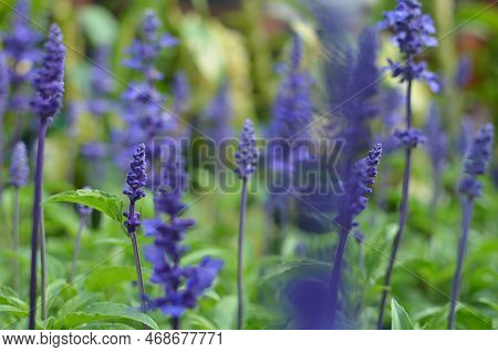 The Lavender Flowers In Green Darden Outdoor