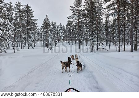Dog Sled Ride Through Snowy Taiga Of Northern Finland, First Person Pov View