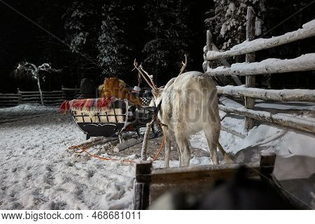 Reindeer Sled Ride Through Snowy Pine Forests Of Northern Finland, Starting From A Deer Farm In The 